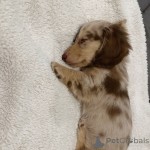 Photo №2 to announcement № 160248 for the sale of dachshund - buy in Netherlands private announcement