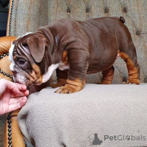 Photo №4. I will sell english bulldog in the city of Falun. private announcement, breeder - price - 1445$