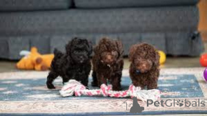 Photo №3. Toy and Teacup Poodle Puppies. Switzerland