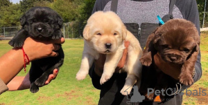 Photo №3. KC REGISTERED LABRADOR PUPPIES. United States