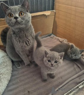 Photo №1. british shorthair - for sale in the city of Wiesbaden | 423$ | Announcement № 55146