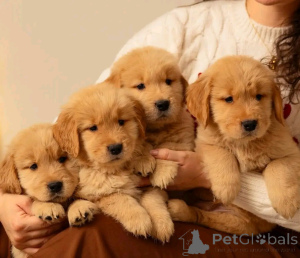 Photo №1. golden retriever - for sale in the city of Berlin | 753$ | Announcement № 138867