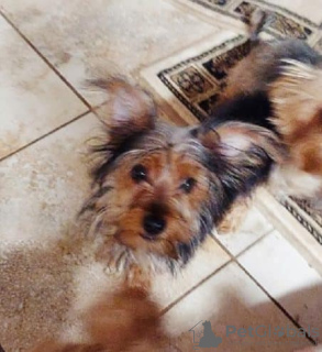 Photo №1. yorkshire terrier - for sale in the city of Веттинген | Is free | Announcement № 129173