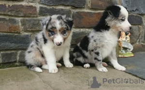 Photo №1. border collie - for sale in the city of Potsdam | 338$ | Announcement № 126345