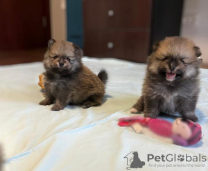 Photo №1. german spitz - for sale in the city of Tiberias | 5000$ | Announcement № 62798