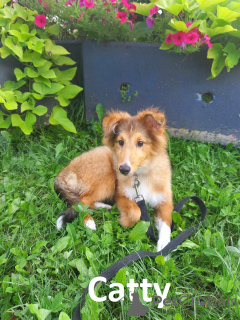 Photo №2 to announcement № 113895 for the sale of shetland sheepdog - buy in Estonia from nursery