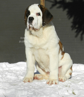 Photo №1. st. bernard - for sale in the city of Солнечногорск | Negotiated | Announcement № 5427