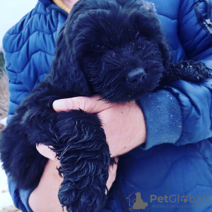 Photo №2 to announcement № 15682 for the sale of  - buy in Russian Federation private announcement, breeder