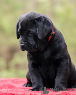 Photo №1. labrador retriever - for sale in the city of London Borough of Camden | negotiated | Announcement № 160259
