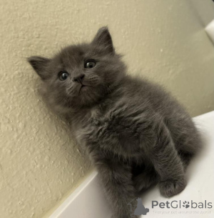 Photo №1. nebelung - for sale in the city of Saint Pölten | 361$ | Announcement № 178589