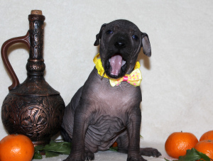 Photo №1. mexican hairless dog - for sale in the city of Moscow | 1279$ | Announcement № 1853