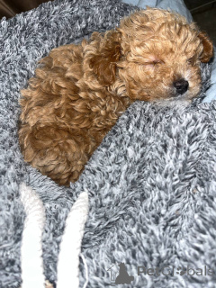 Photo №1. maltipu - for sale in the city of Yerevan | 800$ | Announcement № 139785