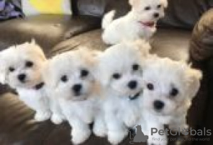 Photo №2 to announcement № 126957 for the sale of maltese dog - buy in Germany private announcement