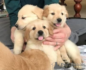 Photo №1. golden retriever - for sale in the city of Vienna | negotiated | Announcement № 166918