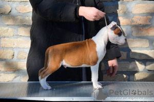 Photo №2 to announcement № 91785 for the sale of american staffordshire terrier - buy in Serbia 