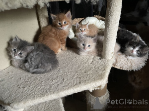 Photo №1. turkish angora - for sale in the city of Baienfurt | 329$ | Announcement № 150512