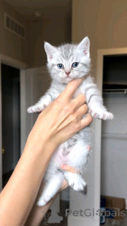 Photo №2 to announcement № 138919 for the sale of european shorthair - buy in Germany breeder