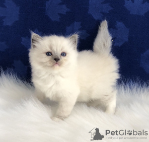 Photo №1. ragdoll - for sale in the city of Berlin | 158$ | Announcement № 97594