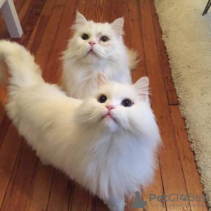Photo №1. persian cat - for sale in the city of Zahra | Is free | Announcement № 9948
