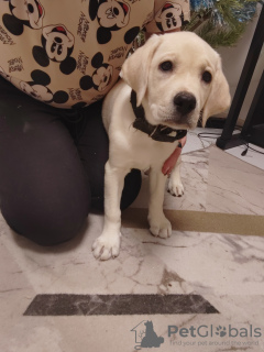 Photo №4. I will sell labrador retriever in the city of Yekaterinburg. private announcement - price - negotiated