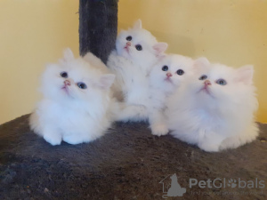 Photo №2 to announcement № 10020 for the sale of persian cat - buy in Russian Federation private announcement