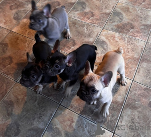 Photo №4. I will sell boston terrier in the city of DELFT. private announcement - price - 568$