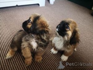 Photo №1. pekingese - for sale in the city of Malolos | negotiated | Announcement № 176495