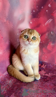 Photo №1. scottish fold - for sale in the city of Kiev | 1414$ | Announcement № 63222