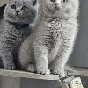 Photo №4. I will sell british shorthair in the city of Zürich. private announcement - price - negotiated
