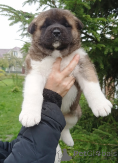 Photo №2 to announcement № 7940 for the sale of american akita - buy in Russian Federation from nursery, breeder