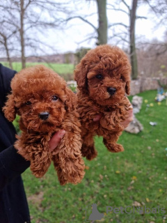 Photo №2 to announcement № 71431 for the sale of poodle (toy) - buy in Australia private announcement, breeder