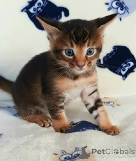 Photo №3. F5 Caracat Kittens. Greenland