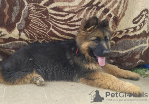 Photo №3. Long-haired German Shepherd with FCI pedigree. Poland