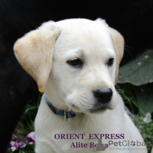 Photo №3. Labrador puppies of classic English lines. Ukraine