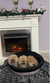 Additional photos: Pomeranian puppies