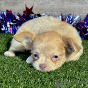 Photo №4. I will sell chihuahua in the city of Berlin. private announcement - price - 413$