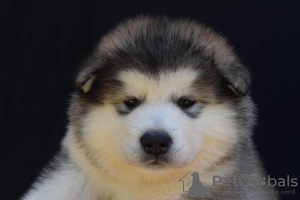 Photo №4. I will sell alaskan malamute in the city of Šid.  - price - negotiated