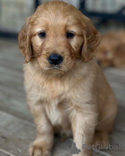 Photo №2 to announcement № 110037 for the sale of golden retriever - buy in Germany breeder