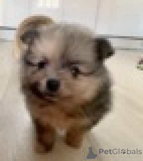 Photo №1. non-pedigree dogs - for sale in the city of Berlin | 413$ | Announcement № 160655