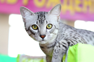 Photo №2 to announcement № 6071 for the sale of egyptian mau - buy in Belarus from nursery