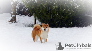 Photo №3. Shiba Inu Fci puppies. Slovakia