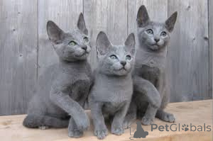 Photo №2 to announcement № 173610 for the sale of russian blue - buy in France private announcement, breeder