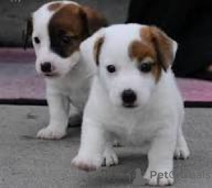 Photo №3. Jackrussellinterrierin pennut etsivät perhettä. Finland