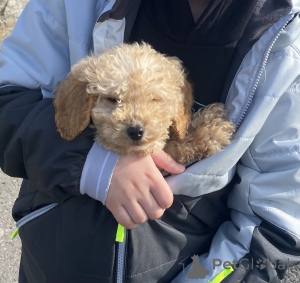 Photo №3. Little Pippa Kochkapoo. Ireland