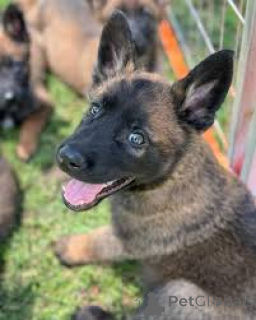 Photo №1. belgian shepherd - for sale in the city of Marseilles | 1032$ | Announcement № 166319