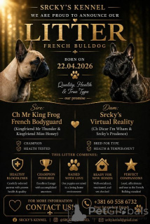 Photo №4. I will sell french bulldog in the city of Belgrade.  - price - negotiated