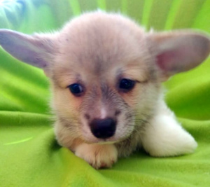 Photo №2 to announcement № 1533 for the sale of welsh corgi - buy in Russian Federation from nursery
