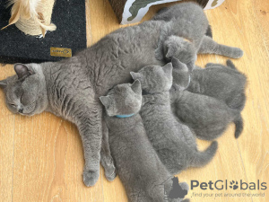 Photo №2 to announcement № 125008 for the sale of british shorthair - buy in United States breeder