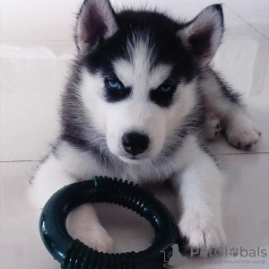 Photo №1. siberian husky - for sale in the city of Франкфурт | Is free | Announcement № 78854