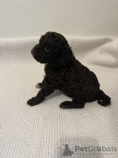 Additional photos: Lagotto Romagnolo puppies